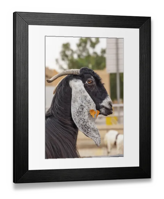 Framed Print : Saudi Arabia, Al-Qassim, Buraydah. A goat at the Al Qassim livestock market Framed Print : Saudi Arabia, Al-Qassim, Buraydah. A goat at the Al Qassim livestock market