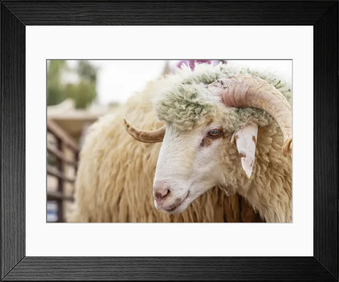 Framed Print : Saudi Arabia, Al-Qassim, Buraydah. A ram at the Al Qassim livestock market