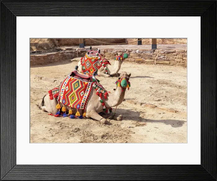 Framed Print : Saudi Arabia, Tabuk Province, Tayma. Camels in colorful blankets at a desert oasis Framed Print : Saudi Arabia, Tabuk Province, Tayma. Camels in colorful blankets at a desert oasis