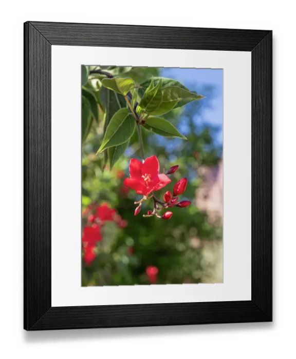 Framed Print : Saudi Arabia, Tabuk, Al-Disah. Red flowering tree on a farm Framed Print : Saudi Arabia, Tabuk, Al-Disah. Red flowering tree on a farm