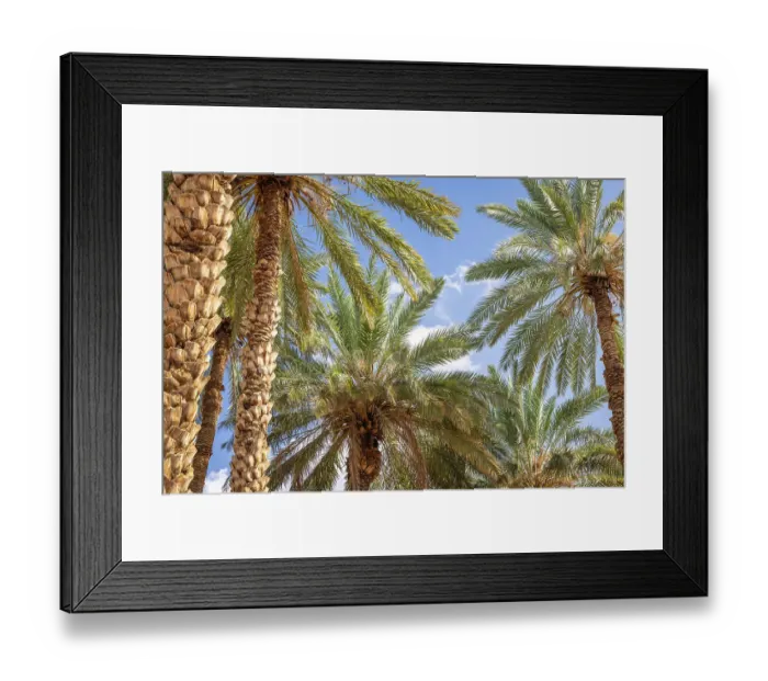 Framed Print : Saudi Arabia, Tabuk Province, Tayma. Date palms against a blue sky at a desert oasis Framed Print : Saudi Arabia, Tabuk Province, Tayma. Date palms against a blue sky at a desert oasis
