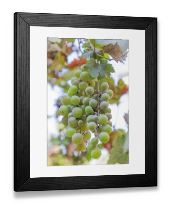 Framed Print : Turkey, Nazilli. Bunch of grapes on the vine