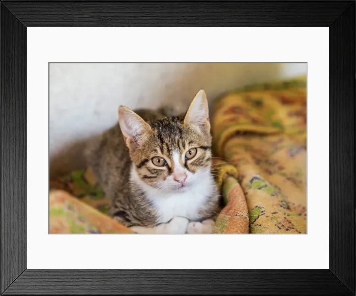 Framed Print : Portrait of a kitten Framed Print : Portrait of a kitten