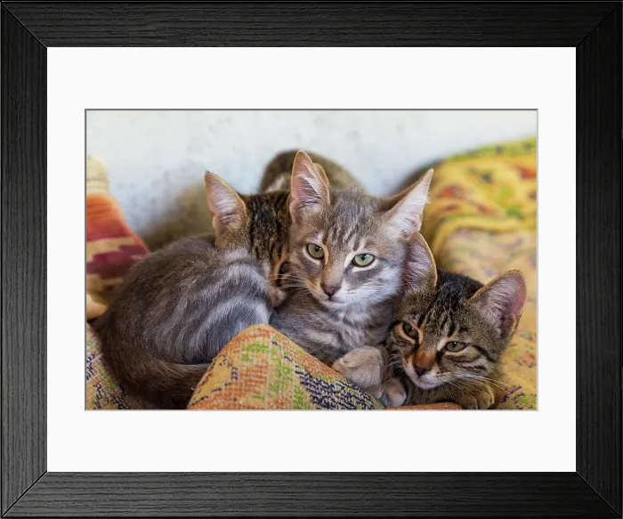 Framed Print : Three kittens snuggled up together Framed Print : Three kittens snuggled up together