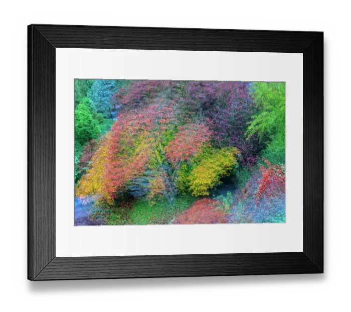 Framed Print : Canada, British Columbia, Vancouver. Composite abstract of trees in autumn colors. ©Dennis Kirkland  /  Jaynes Gallery  /  DanitaDelimont.com