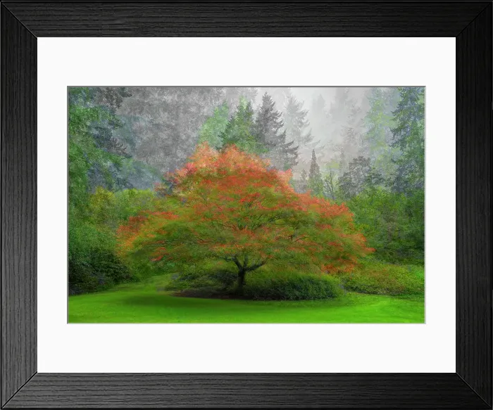 Framed Print : Canada, British Columbia, Vancouver. Abstract of autumn tree in VanDusen Botanical Gardens. ©Dennis Kirkland / Jaynes Gallery / DanitaDelimont.com Framed Print : Canada, British Columbia, Vancouver. Abstract of autumn tree in VanDusen Botanical Gardens. ©Dennis Kirkland / Jaynes Gallery / DanitaDelimont.com