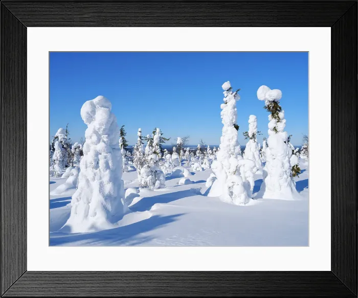 Framed Print : Boreal forest covered in snow (Tykkylumi) in the Taiga of Finland at mountain Iso Pyhatunturi. Winter in the Salla National Park in Finnish Lapland Framed Print : Boreal forest covered in snow (Tykkylumi) in the Taiga of Finland at mountain Iso Pyhatunturi. Winter in the Salla National Park in Finnish Lapland