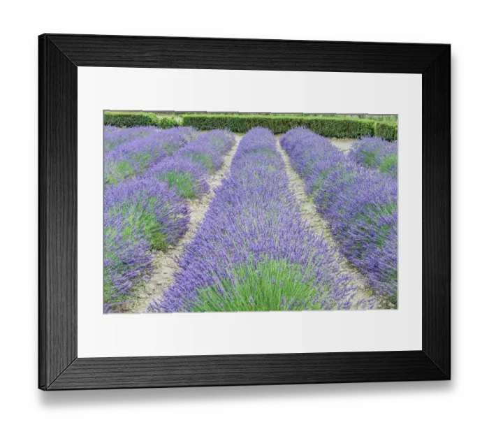 Framed Print : France, Provence. Lavender field near Gordes