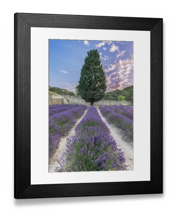 Framed Print : France, Provence. Lavender field near Gordes