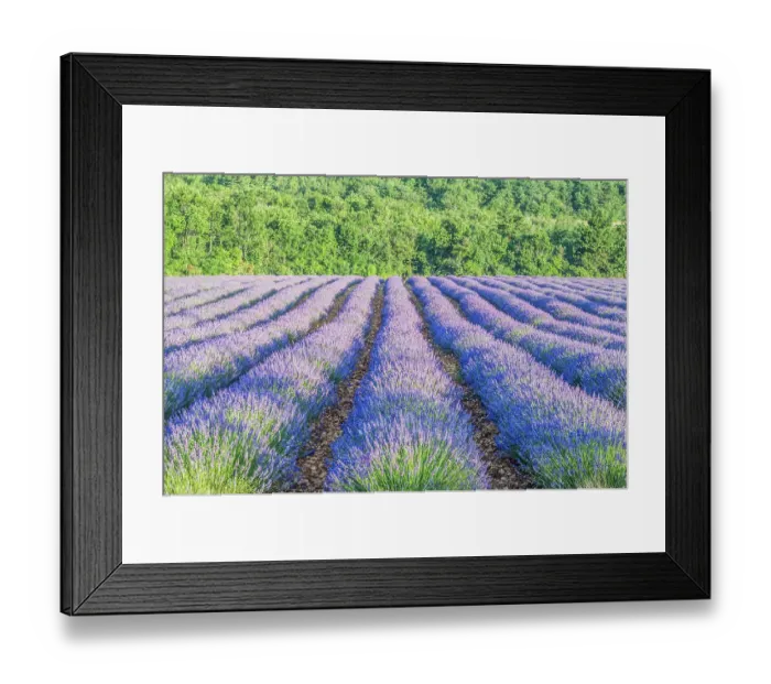 Framed Print : France, Provence. Lavender field near Sault