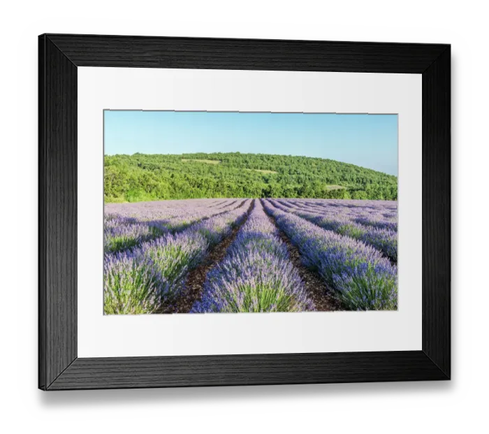 Framed Print : France, Provence. Lavender field near Sault