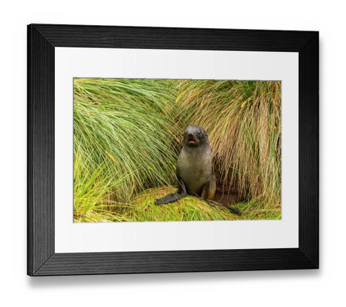 Framed Print : Antarctica, South Georgia. Fur seal pup in tussock grass. ©Cathy & Gordon Illg / Jaynes Gallery / DanitaDelimont.com Framed Print : Antarctica, South Georgia. Fur seal pup in tussock grass. ©Cathy & Gordon Illg / Jaynes Gallery / DanitaDelimont.com