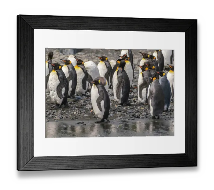 Framed Print : Antarctica, South Georgia. Group of king penguins. ©Cathy & Gordon Illg / Jaynes Gallery / DanitaDelimont.com Framed Print : Antarctica, South Georgia. Group of king penguins. ©Cathy & Gordon Illg / Jaynes Gallery / DanitaDelimont.com
