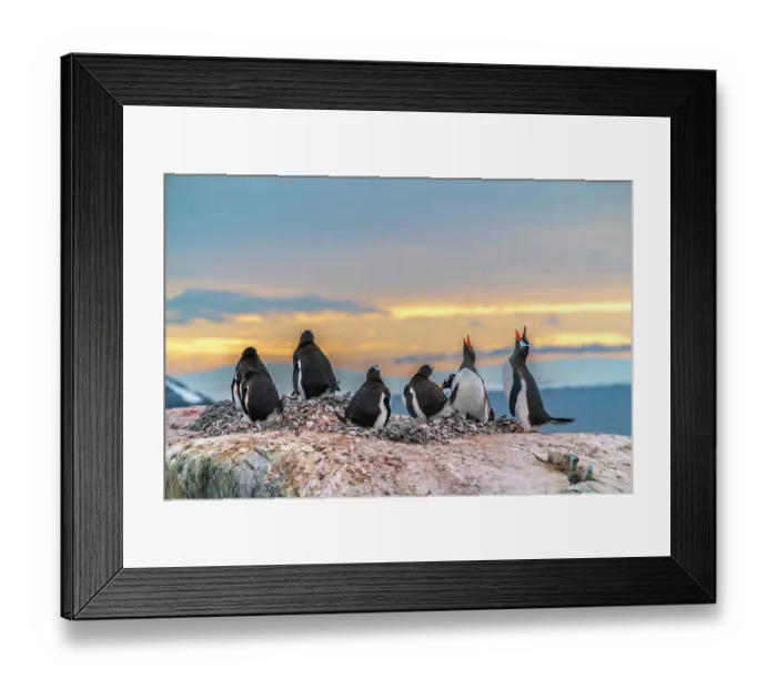 Framed Print : Antarctica, Wiencke Island. Gentoo penguins in rookery at sunset. ©Cathy & Gordon Illg  /  Jaynes Gallery  /  DanitaDelimont.com