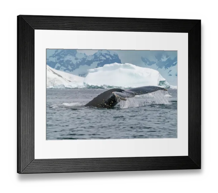 Framed Print : Antarctica, Yalour Islands. Humpback whale fluke close-up. ©Cathy & Gordon Illg  /  Jaynes Gallery  /  DanitaDelimont.com