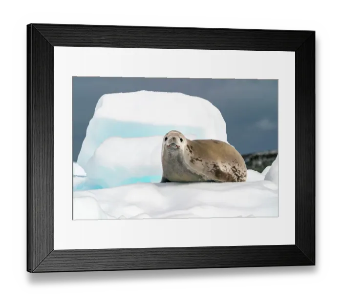 Framed Print : Antarctica, Yalour Islands. Crabeater seal on iceberg. ©Cathy & Gordon Illg  /  Jaynes Gallery  /  DanitaDelimont.com