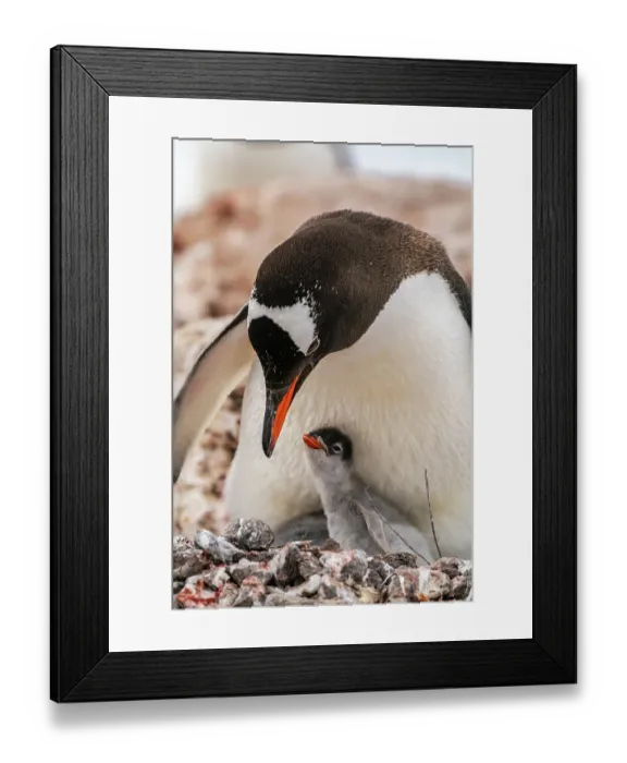 Framed Print : Antarctica, Wiencke Island, Damoy Point. Gentoo penguin parent with chick on nest. ©Cathy & Gordon Illg / Jaynes Gallery / DanitaDelimont.com Framed Print : Antarctica, Wiencke Island, Damoy Point. Gentoo penguin parent with chick on nest. ©Cathy & Gordon Illg / Jaynes Gallery / DanitaDelimont.com