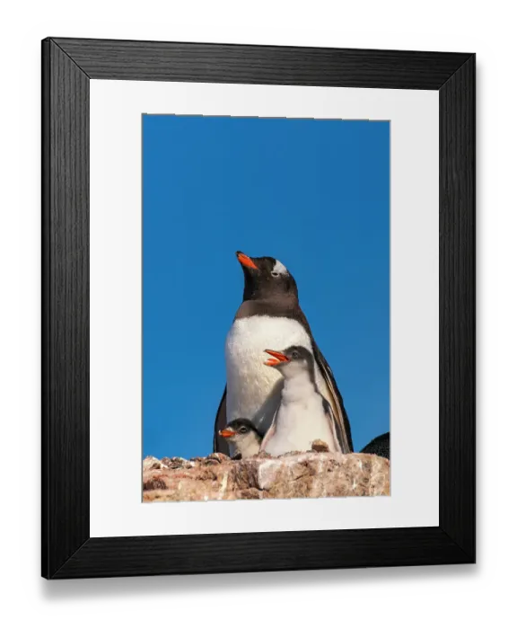 Framed Print : Antarctica, Petermann Island. Gentoo penguin and chicks at nest. ©Cathy & Gordon Illg  /  Jaynes Gallery  /  DanitaDelimont.com