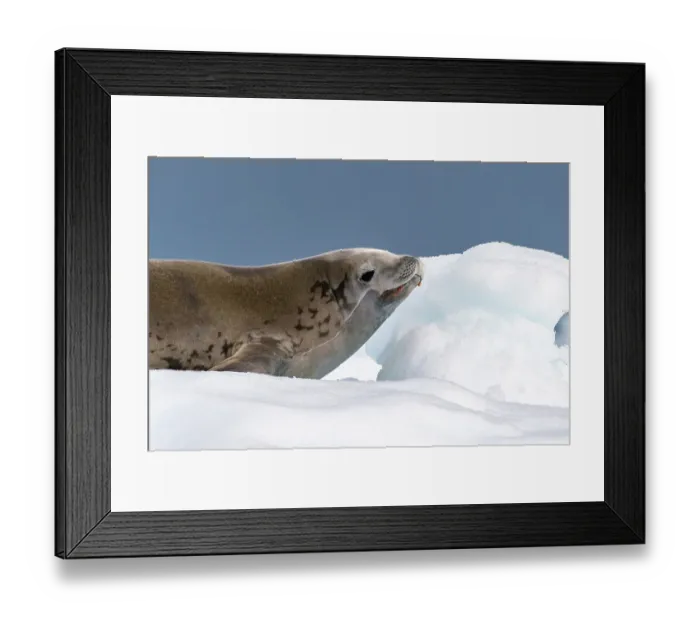 Framed Print : Antarctica, Yalour Islands. Crabeater seal on iceberg. ©Cathy & Gordon Illg / Jaynes Gallery / DanitaDelimont.com Framed Print : Antarctica, Yalour Islands. Crabeater seal on iceberg. ©Cathy & Gordon Illg / Jaynes Gallery / DanitaDelimont.com