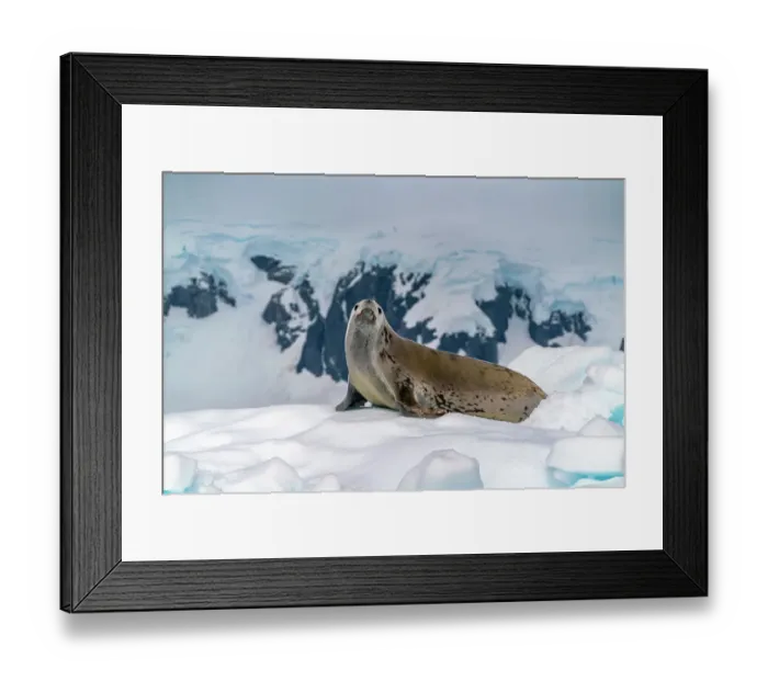 Framed Print : Antarctica, Yalour Islands. Crabeater seal on iceberg. ©Cathy & Gordon Illg  /  Jaynes Gallery  /  DanitaDelimont.com