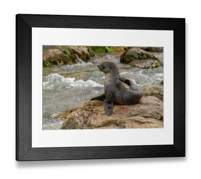 Framed Print : Antarctica, South Georgia. Close-up of fur seal scratching. ©Cathy & Gordon Illg / Jaynes Gallery / DanitaDelimont.com Framed Print : Antarctica, South Georgia. Close-up of fur seal scratching. ©Cathy & Gordon Illg / Jaynes Gallery / DanitaDelimont.com
