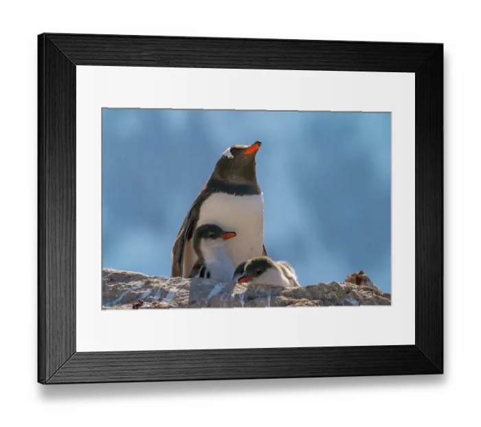 Framed Print : Antarctica, Petermann Island. Gentoo penguin and chicks at rookery. ©Cathy & Gordon Illg / Jaynes Gallery / DanitaDelimont.com Framed Print : Antarctica, Petermann Island. Gentoo penguin and chicks at rookery. ©Cathy & Gordon Illg / Jaynes Gallery / DanitaDelimont.com