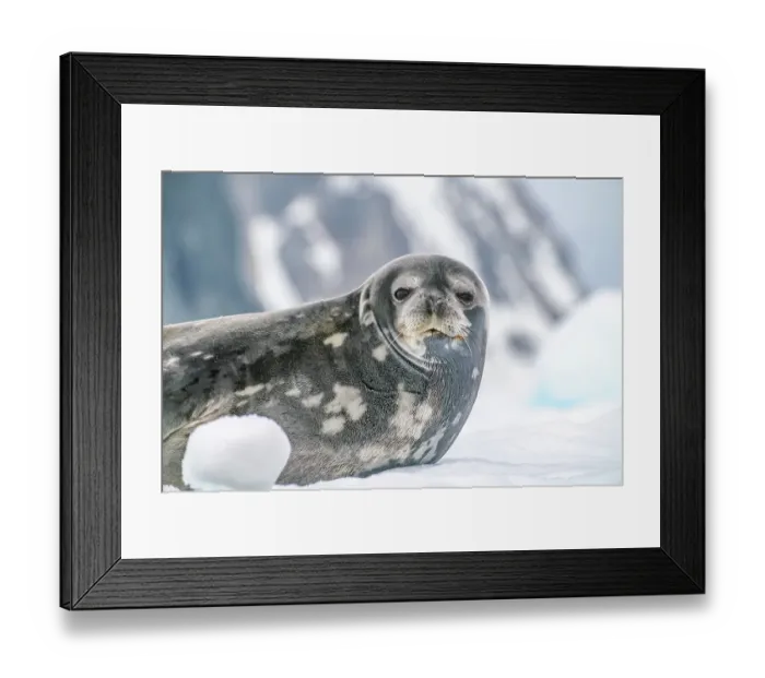 Framed Print : Antarctica, Yalour Islands. Weddell seal on iceberg. ©Cathy & Gordon Illg / Jaynes Gallery / DanitaDelimont.com Framed Print : Antarctica, Yalour Islands. Weddell seal on iceberg. ©Cathy & Gordon Illg / Jaynes Gallery / DanitaDelimont.com