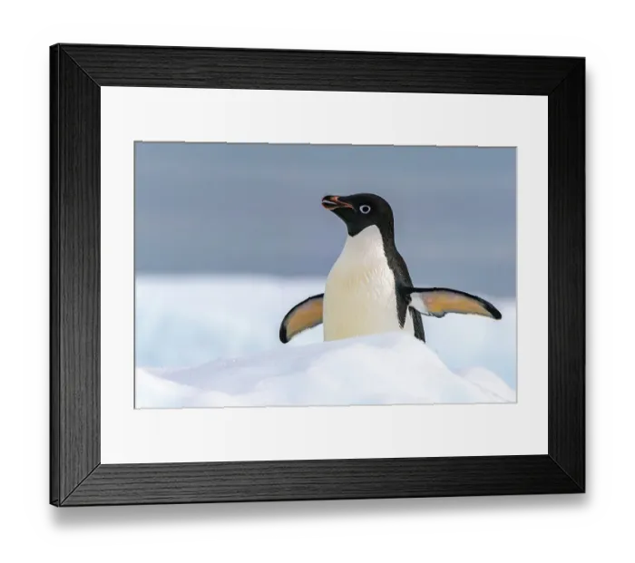 Framed Print : Antarctica, Yalour Islands. Adelie penguin close-up. ©Cathy & Gordon Illg  /  Jaynes Gallery  /  DanitaDelimont.com