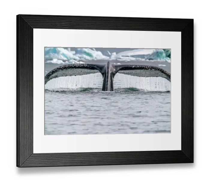 Framed Print : Antarctica, Yalour Islands. Humpback whale fluke close-up. ©Cathy & Gordon Illg / Jaynes Gallery / DanitaDelimont.com Framed Print : Antarctica, Yalour Islands. Humpback whale fluke close-up. ©Cathy & Gordon Illg / Jaynes Gallery / DanitaDelimont.com