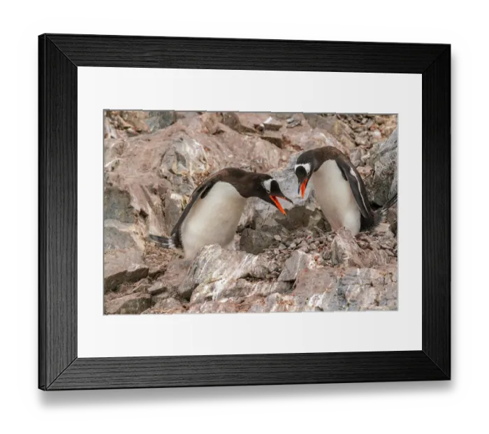 Framed Print : Antarctica, Cuverville Island. Gentoo penguins on rock nest calling. ©Cathy & Gordon Illg  /  Jaynes Gallery  /  DanitaDelimont.com