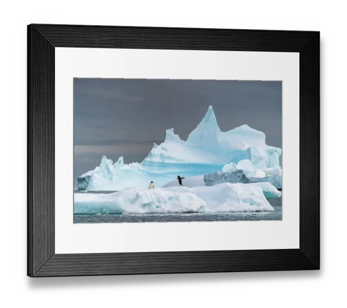 Framed Print : Antarctica, Yalour Islands. Adelie penguins on iceberg. ©Cathy & Gordon Illg / Jaynes Gallery / DanitaDelimont.com Framed Print : Antarctica, Yalour Islands. Adelie penguins on iceberg. ©Cathy & Gordon Illg / Jaynes Gallery / DanitaDelimont.com