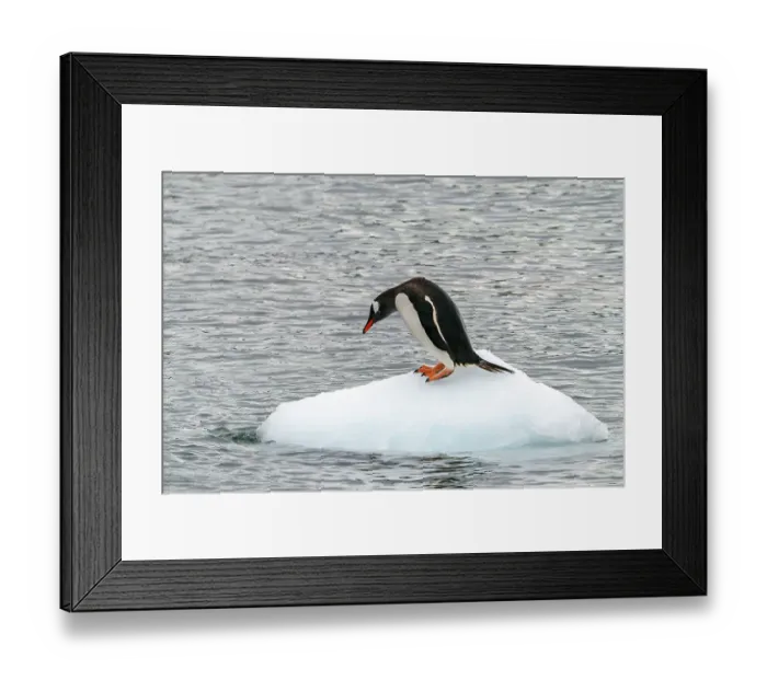 Framed Print : Antarctica, Cuverville Island. Gentoo penguin on small iceberg. ©Cathy & Gordon Illg / Jaynes Gallery / DanitaDelimont.com Framed Print : Antarctica, Cuverville Island. Gentoo penguin on small iceberg. ©Cathy & Gordon Illg / Jaynes Gallery / DanitaDelimont.com