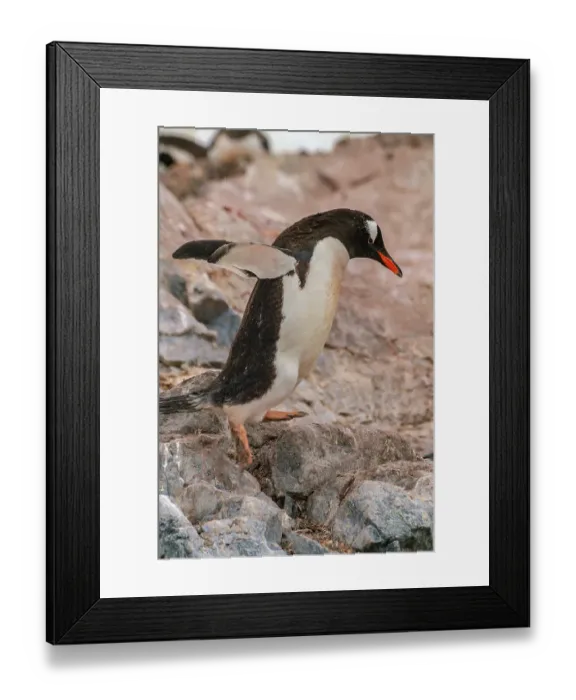 Framed Print : Antarctica, Cuverville Island. Gentoo penguin jumping on rocks. ©Cathy & Gordon Illg  /  Jaynes Gallery  /  DanitaDelimont.com
