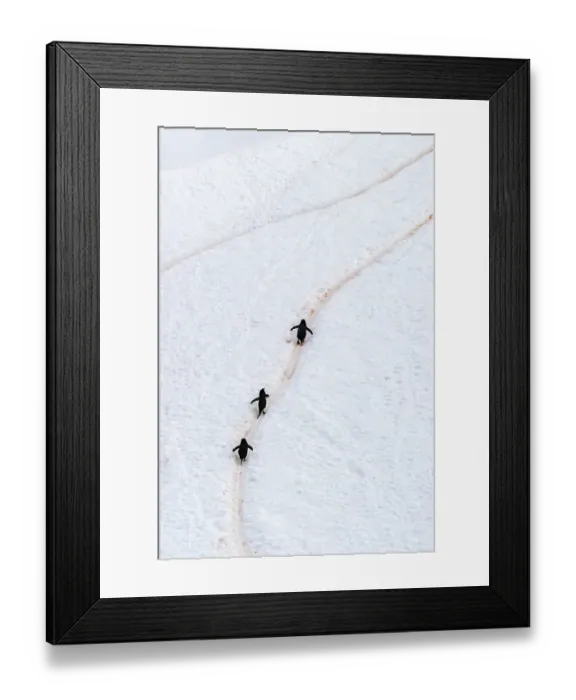 Framed Print : Antarctica, Orne Harbour. Chinstrap penguins walking up hillside snow trail. ©Cathy & Gordon Illg / Jaynes Gallery / DanitaDelimont.com Framed Print : Antarctica, Orne Harbour. Chinstrap penguins walking up hillside snow trail. ©Cathy & Gordon Illg / Jaynes Gallery / DanitaDelimont.com