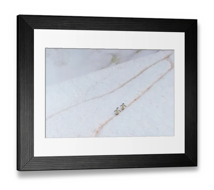 Framed Print : Antarctica, Orne Harbour. Chinstrap penguins walking on hillside snow trail. ©Cathy & Gordon Illg / Jaynes Gallery / DanitaDelimont.com Framed Print : Antarctica, Orne Harbour. Chinstrap penguins walking on hillside snow trail. ©Cathy & Gordon Illg / Jaynes Gallery / DanitaDelimont.com