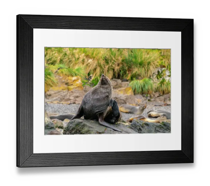 Framed Print : Antarctica, South Georgia. Close-up of fur seal scratching. ©Cathy & Gordon Illg / Jaynes Gallery / DanitaDelimont.com Framed Print : Antarctica, South Georgia. Close-up of fur seal scratching. ©Cathy & Gordon Illg / Jaynes Gallery / DanitaDelimont.com