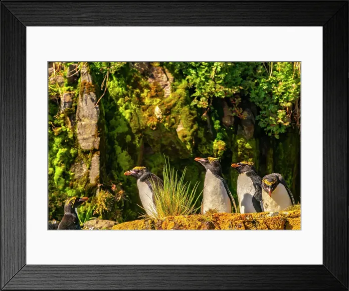 Framed Print : Antarctica, South Georgia. Close-up of macaroni penguins on cliff ledge. ©Cathy & Gordon Illg / Jaynes Gallery / DanitaDelimont.com Framed Print : Antarctica, South Georgia. Close-up of macaroni penguins on cliff ledge. ©Cathy & Gordon Illg / Jaynes Gallery / DanitaDelimont.com