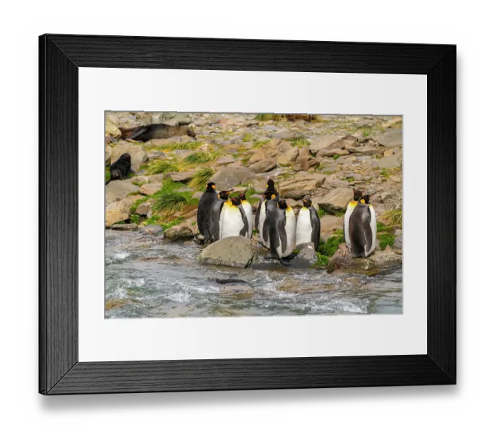 Framed Print : Antarctica, South Georgia. King penguins next to stream. ©Cathy & Gordon Illg / Jaynes Gallery / DanitaDelimont.com Framed Print : Antarctica, South Georgia. King penguins next to stream. ©Cathy & Gordon Illg / Jaynes Gallery / DanitaDelimont.com
