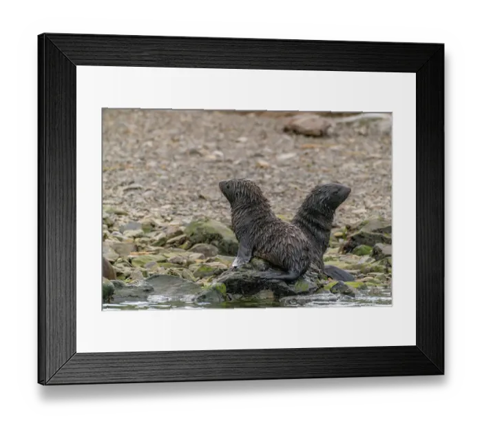 Framed Print : Antarctica, South Georgia. Close-up of fur seal pups. ©Cathy & Gordon Illg  /  Jaynes Gallery  /  DanitaDelimont.com