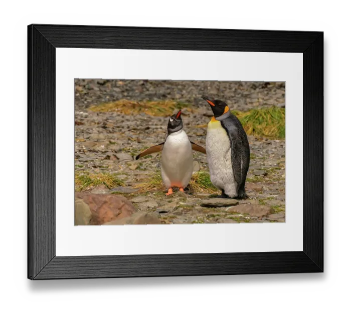 Framed Print : Antarctica, South Georgia. Close-up of gentoo and king penguins. ©Cathy & Gordon Illg / Jaynes Gallery / DanitaDelimont.com Framed Print : Antarctica, South Georgia. Close-up of gentoo and king penguins. ©Cathy & Gordon Illg / Jaynes Gallery / DanitaDelimont.com