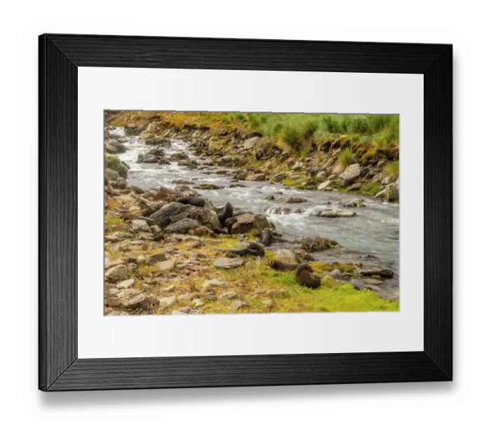 Framed Print : Antarctica, South Georgia. Fur seals along a stream. ©Cathy & Gordon Illg  /  Jaynes Gallery  /  DanitaDelimont.com