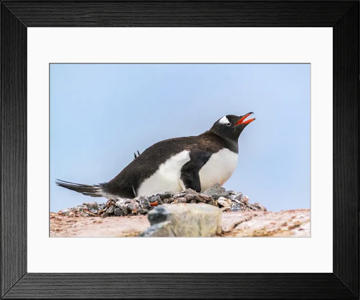 Framed Print : Antarctica, Wiencke Island, Damoy Point. Gentoo penguin on rock nest. ©Cathy & Gordon Illg / Jaynes Gallery / DanitaDelimont.com Framed Print : Antarctica, Wiencke Island, Damoy Point. Gentoo penguin on rock nest. ©Cathy & Gordon Illg / Jaynes Gallery / DanitaDelimont.com