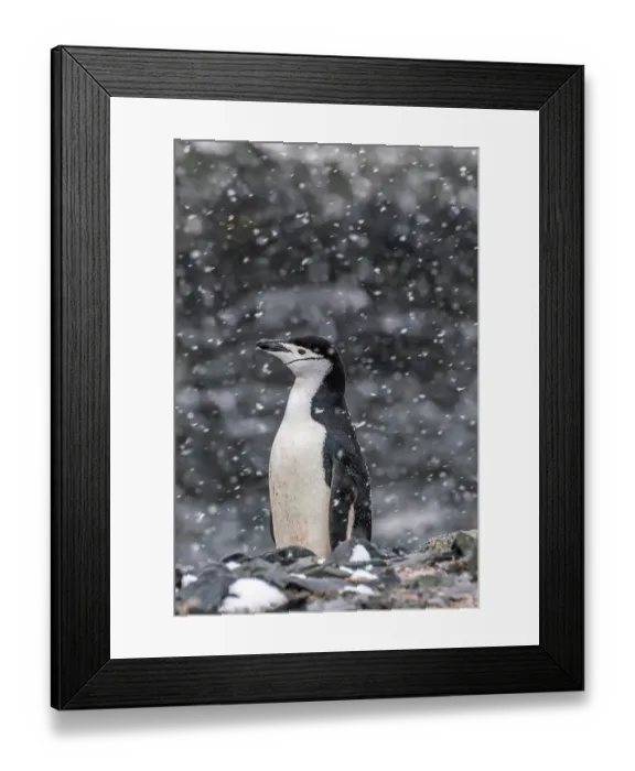Framed Print : Antarctica, South Shetland Islands, Half Moon Island. Chinstrap penguin in snowfall. ©Cathy & Gordon Illg / Jaynes Gallery / DanitaDelimont.com Framed Print : Antarctica, South Shetland Islands, Half Moon Island. Chinstrap penguin in snowfall. ©Cathy & Gordon Illg / Jaynes Gallery / DanitaDelimont.com