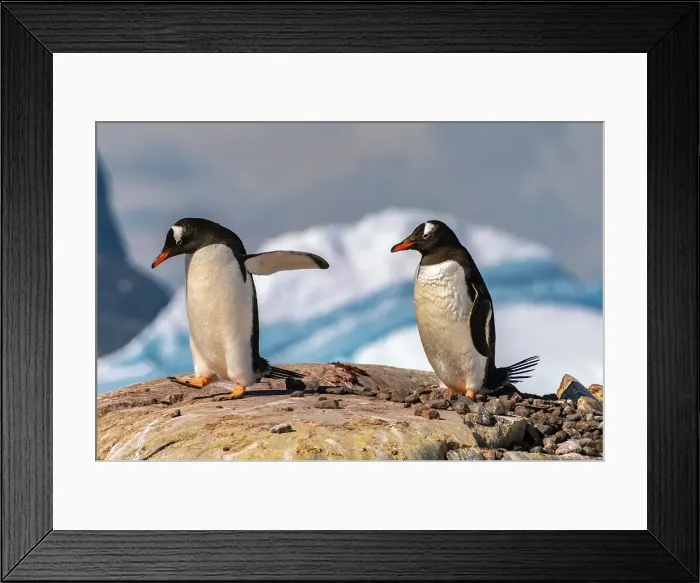 Framed Print : Antarctica, Petermann Island. Gentoo penguins at nest. ©Cathy & Gordon Illg / Jaynes Gallery / DanitaDelimont.com Framed Print : Antarctica, Petermann Island. Gentoo penguins at nest. ©Cathy & Gordon Illg / Jaynes Gallery / DanitaDelimont.com