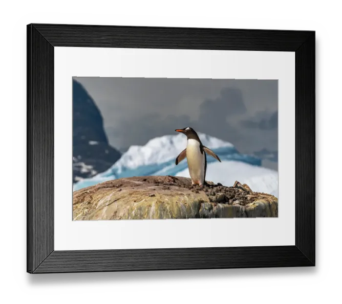 Framed Print : Antarctica, Petermann Island. Gentoo penguin at nest. ©Cathy & Gordon Illg / Jaynes Gallery / DanitaDelimont.com Framed Print : Antarctica, Petermann Island. Gentoo penguin at nest. ©Cathy & Gordon Illg / Jaynes Gallery / DanitaDelimont.com