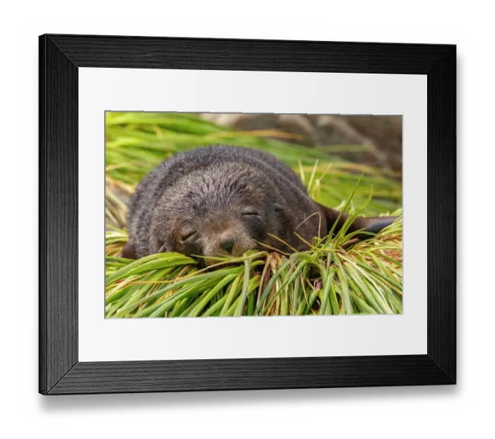 Framed Print : Antarctica, South Georgia. Fur seal female sleeping. ©Cathy & Gordon Illg / Jaynes Gallery / DanitaDelimont.com Framed Print : Antarctica, South Georgia. Fur seal female sleeping. ©Cathy & Gordon Illg / Jaynes Gallery / DanitaDelimont.com