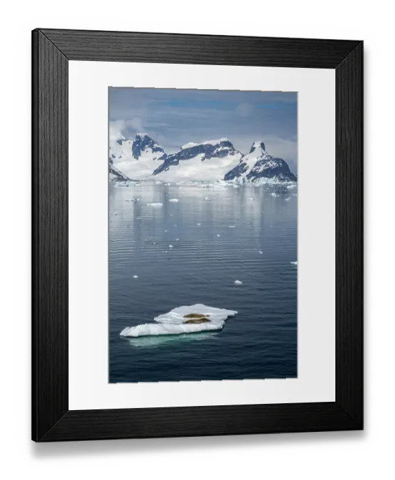Framed Print : Antarctica. Crabeater seals napping on iceberg. ©Cathy & Gordon Illg / Jaynes Gallery / DanitaDelimont.com Framed Print : Antarctica. Crabeater seals napping on iceberg. ©Cathy & Gordon Illg / Jaynes Gallery / DanitaDelimont.com