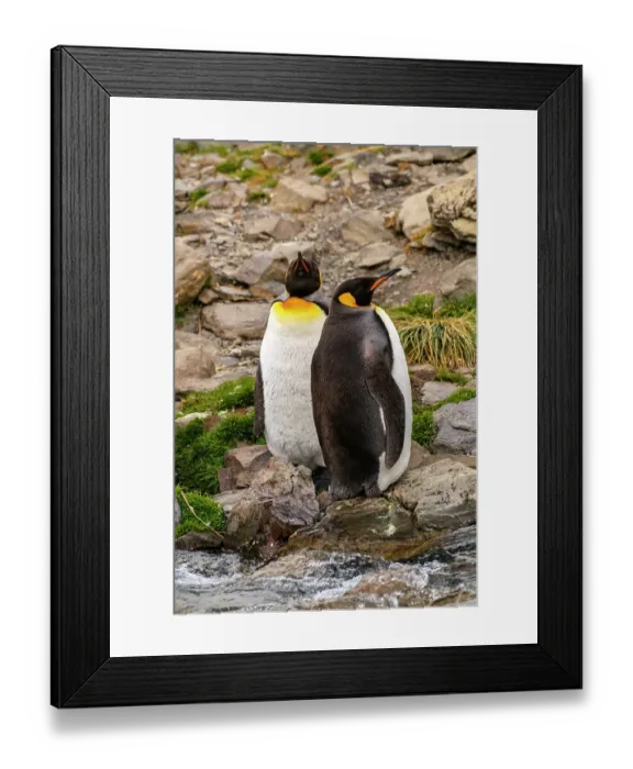 Framed Print : Antarctica, South Georgia. Close-up of king penguins next to stream. ©Cathy & Gordon Illg / Jaynes Gallery / DanitaDelimont.com Framed Print : Antarctica, South Georgia. Close-up of king penguins next to stream. ©Cathy & Gordon Illg / Jaynes Gallery / DanitaDelimont.com