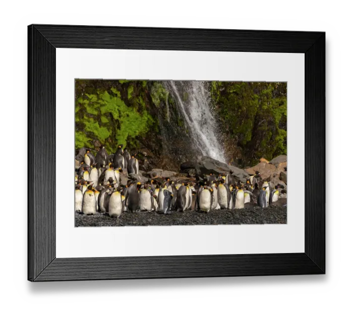 Framed Print : Antarctica, South Georgia. Mountain waterfall and penguins. ©Cathy & Gordon Illg / Jaynes Gallery / DanitaDelimont.com Framed Print : Antarctica, South Georgia. Mountain waterfall and penguins. ©Cathy & Gordon Illg / Jaynes Gallery / DanitaDelimont.com