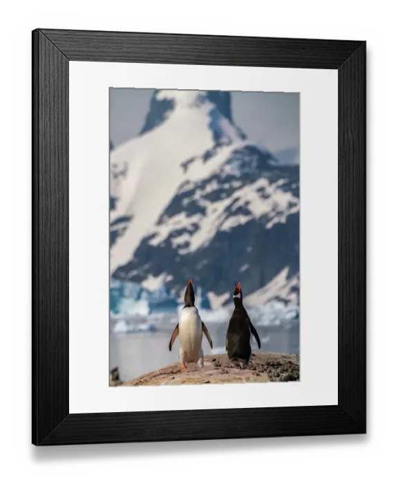 Framed Print : Antarctica, Petermann Island. Gentoo penguins calling. ©Cathy & Gordon Illg / Jaynes Gallery / DanitaDelimont.com Framed Print : Antarctica, Petermann Island. Gentoo penguins calling. ©Cathy & Gordon Illg / Jaynes Gallery / DanitaDelimont.com